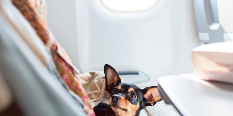 _Are You Going to Fly with a Dog